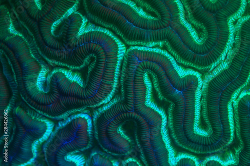 Brain Coral, Night dive at Barrier Reef near Saint Georges Caye, Fluorescence emitted at night, exposed with special UV blocking filters, Belize, Central America