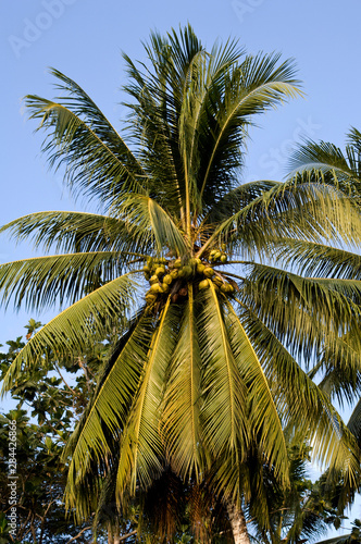 Papua New Guinea, Morobe Province. Coconut Palm.