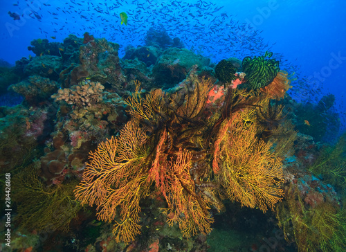 tropical reef near Beqa Island off Southern Viti Levu, Fiji, South Pacific