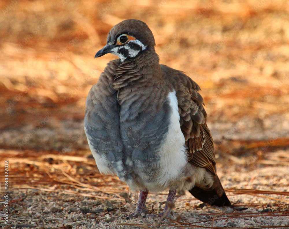 Fototapeta premium Squatter Pigeon in Australia