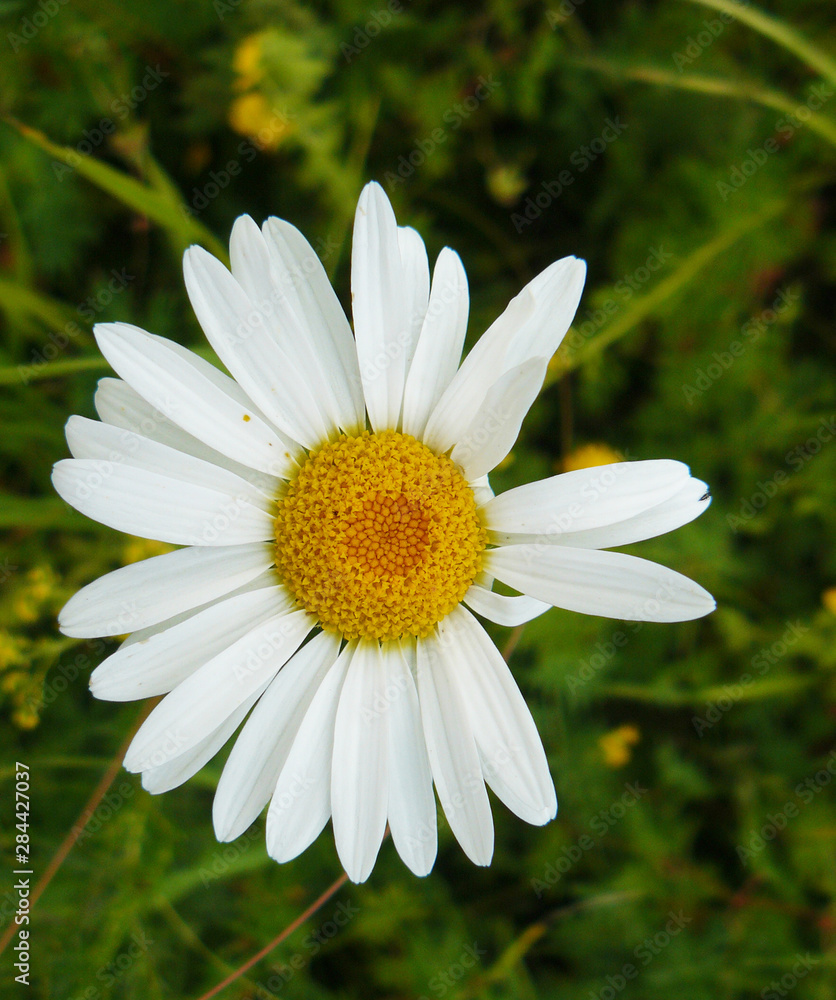 Fototapeta premium The Camomile flowers