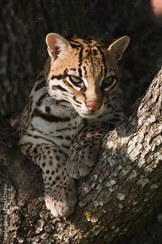 Fototapeta premium Ocelot, Felis pardalis, niewola, samica spoczywająca na drzewie mesquite, Welder Wildlife Refuge, Sinton, Teksas, USA, Oktober