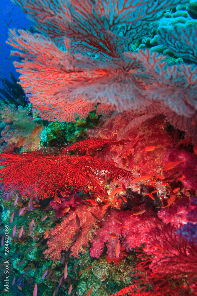 Gorgonian Sea Fans, soft corals, Bligh Water, Viti Levu, Fiji, South Pacific