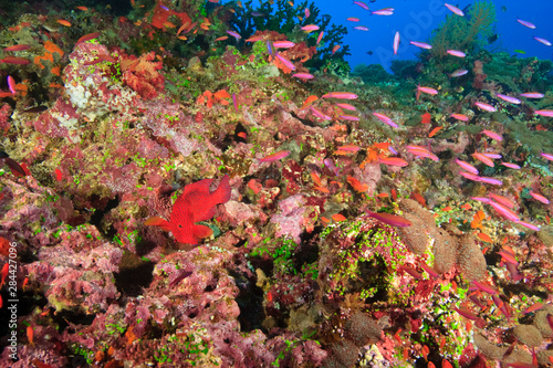 Coral Cod (Cephalopholis miniata) & schooling Anthias fish, Vibrant & Colorful, healthy Coral Reef, Bligh Water, Viti Levu, Fiji, South Pacific photo