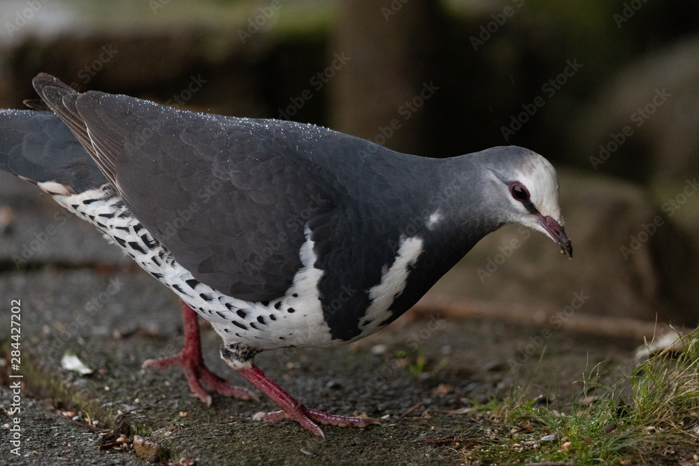 Fototapeta premium Wonga Pigeon in Australia