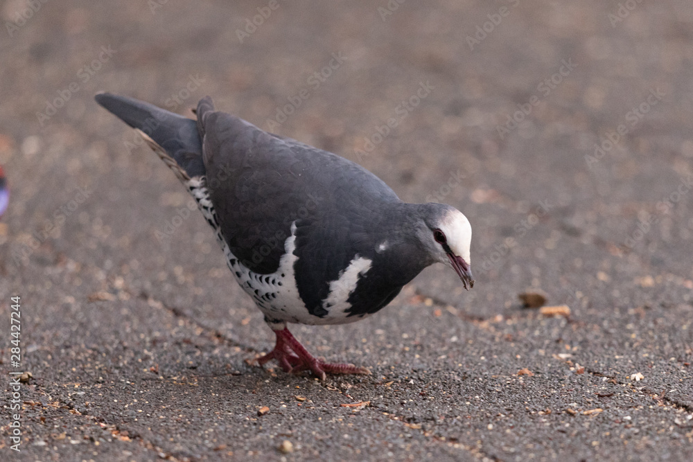 Fototapeta premium Wonga Pigeon in Australia