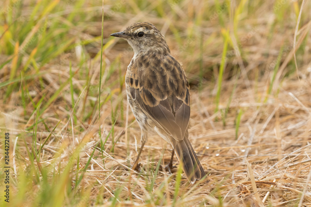 Australasian Pipit Australasian Pipit
