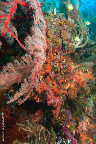 colorful soft corals and gorgonian sea fans, Raja Ampat region of Papua (formerly Irian Jaya)
