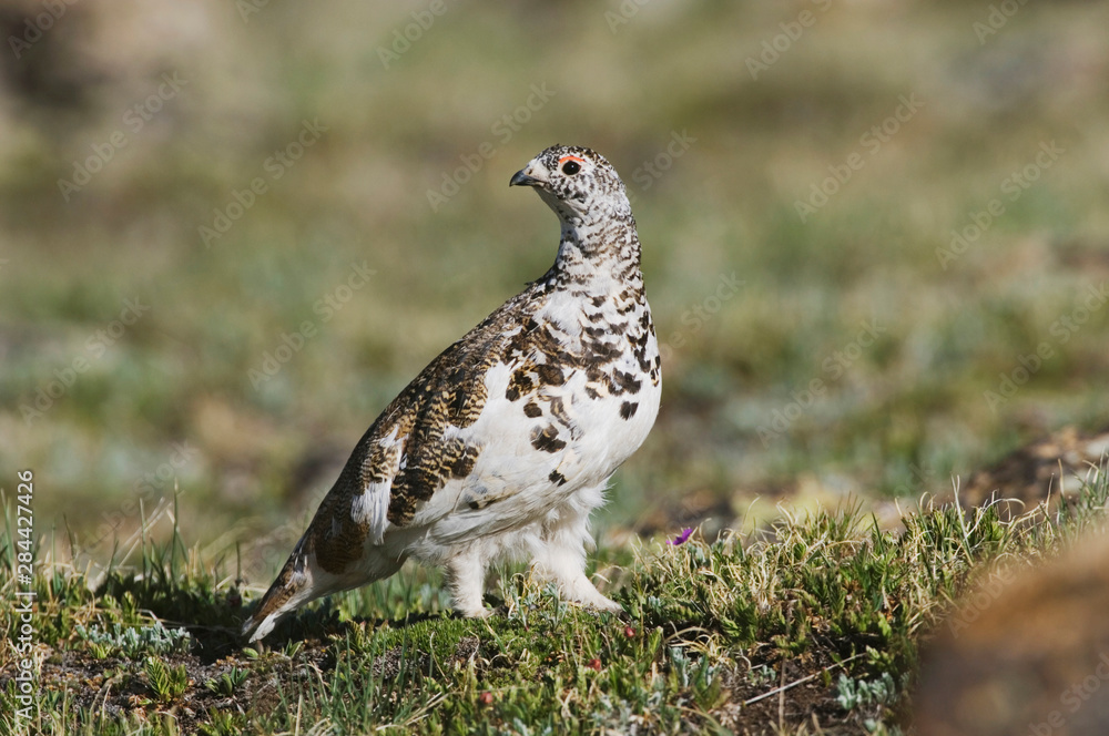 White-tailed Ptarmigan,Lagopus leucura,adult male in summer plumage on alpine tundra, Rocky Mountain National Park, Colorado, USA, June White-tailed Ptarmigan,Lagopus leucura,adult male in summer plumage on alpine tundra, Rocky Mountain National Park, Colorado, USA, June