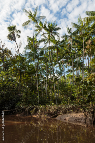 Fototapeta Naklejka Na Ścianę i Meble -  Brazil, Amazon River. Palm trees reflected in murky waters.