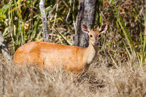 Brazil, Mato Grosso, The Pantanal, Pouso Alegre, young marsh deer (Blastocerus dichotomus) in thick brush.
