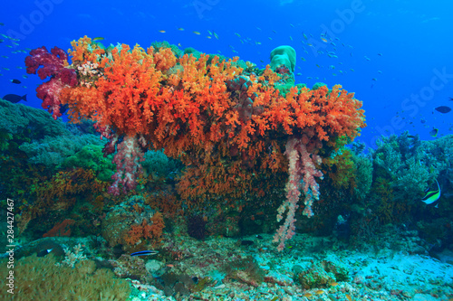 Profuse and colorful soft corals (Dendronepthya sp.) Raja Ampat region of Papua (formerly Irian Jaya)