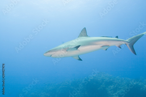 Caribbean Reef Sharks (Carcharhinus perezi) Northern Bahamas 