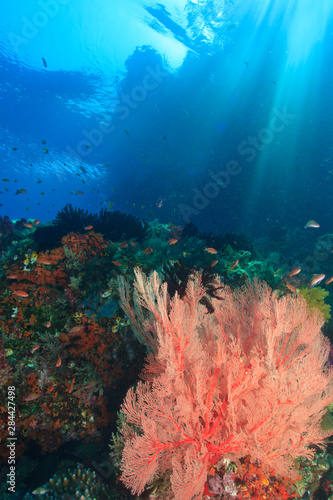 Streaming afternoon sunlight, Vibrant Gorgonian Sea Fans and schooling Anthias fish (Pseudanthias squamipinnis) Raja Ampat region of Papua (formerly Irian Jaya)