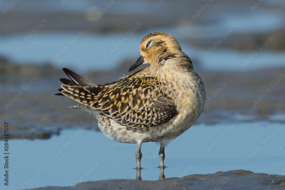 Obraz premium Pacific Golden Plover