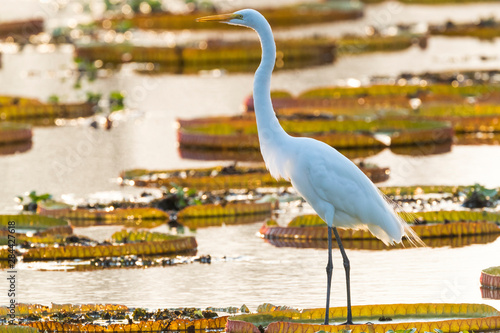 Brazil, The Pantanal, Porto Jofre. Great egret stands on the giant lily pad while looking for fish in the water between the pads. photo