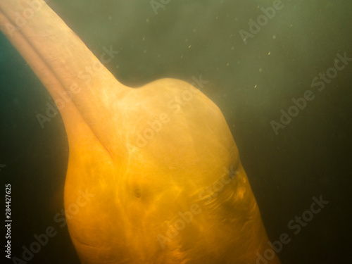 Brazil, Amazon, Manaus, Rio Negro, Underwater shots of a pink river dolphin. photo