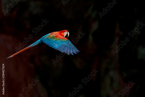 Brazil, Mato Grosso do Sul, Jardim, A single red-and-green macaw flying against the shaded cliff.
