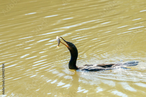 Pantanal, Mato Grosso, Brazil. Neotropic Cormorant trying to eat a small fish.
