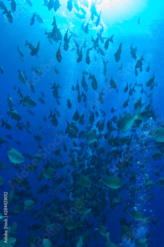 Schooling Highfin Rudderfish (Kyphosus cinerascens ), Palau, Micronesia, Rock Islands, World Heritage Site, Western Pacific © Stuart Westmorland/Danita Delimont