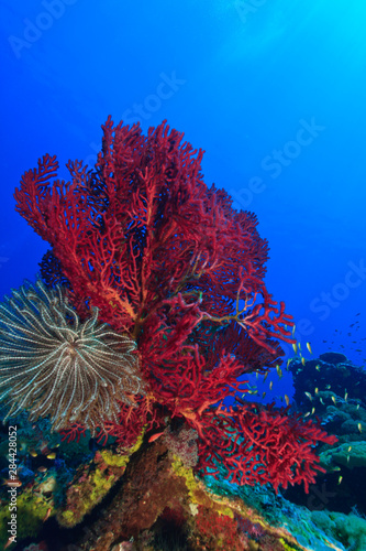 Purple Gorgonian Sea Fan and attached crinoid, Raja Ampat region of Papua (formerly Irian Jaya) © Stuart Westmorland/Danita Delimont
