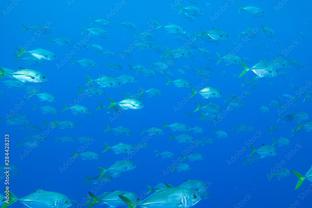 Schooling Horseye Jacks (Caranx latus) Hol Chan Marine Park, Ambergris Caye, Belize Barrier Reef-2nd Largest in the World Schooling Horseye Jacks (Caranx latus) Hol Chan Marine Park, Ambergris Caye, Belize Barrier Reef-2nd Largest in the World
