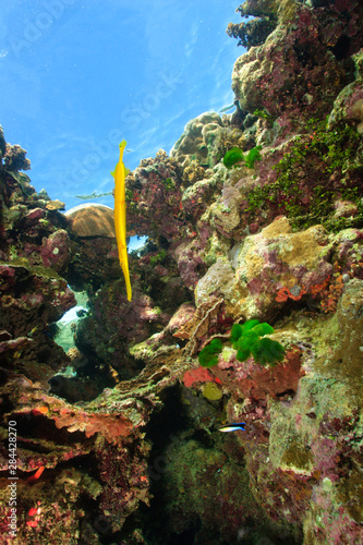 Trumpetfish, Milne Bay, Papua New Guinea photo