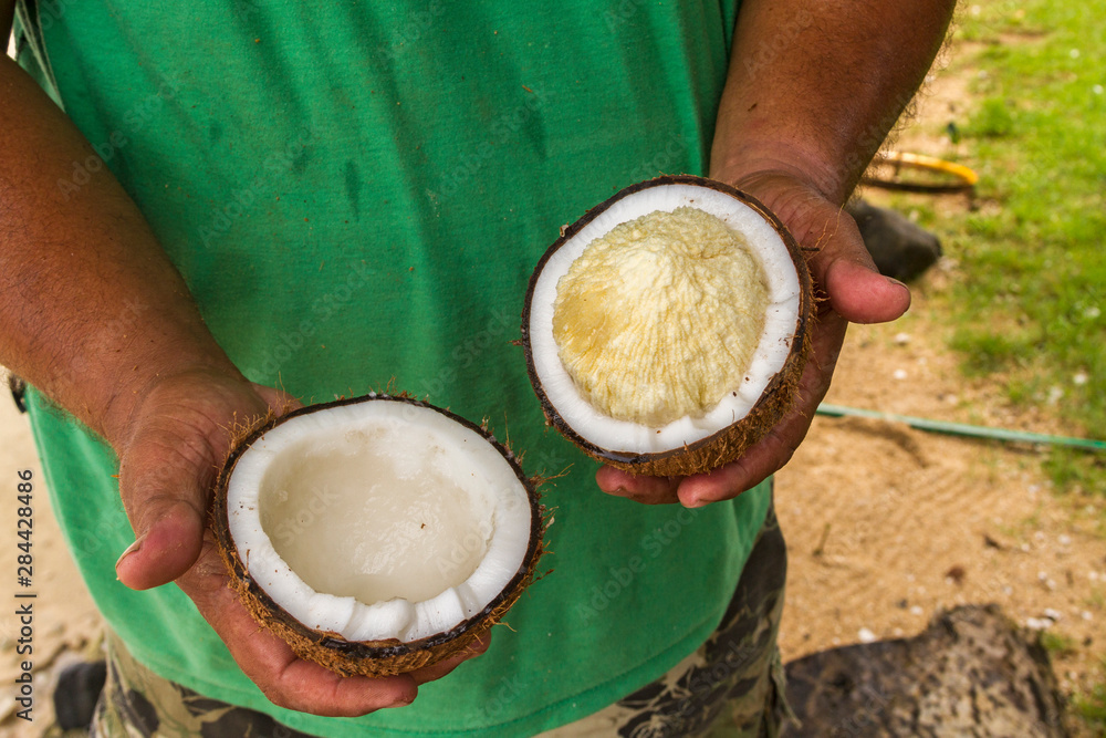 Kosrae, Micronesia. Srimite, called 'coconut foam' in Micronesia, forms  when the 'water' inside solidifies as the sprouted coconut grows. Very  nutritious. (MR) Stock Photo | Adobe Stock