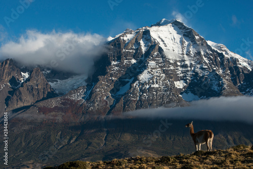 Guanaco (Llama guanaco) with Cordiera del Paine in back, Torres del Paine National Park, Patagonia, Magellanic region of Southern Chile photo