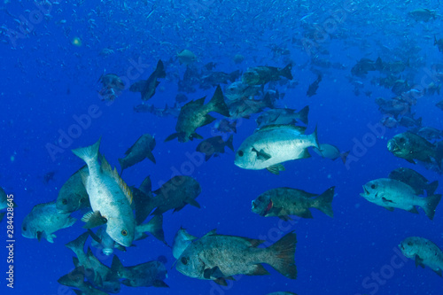 Fototapeta Naklejka Na Ścianę i Meble -  Schooling Highfin Rudderfish (Kyphosus cinerascens ), Palau, Micronesia, Rock Islands, World Heritage Site, Western Pacific