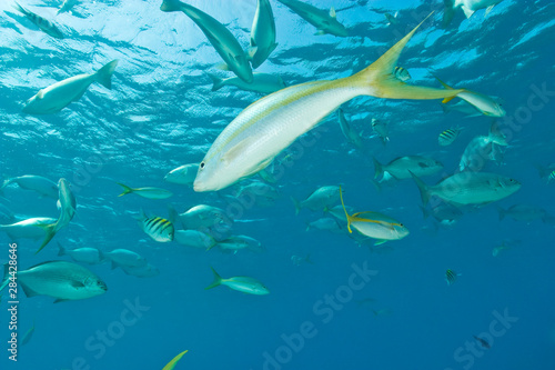 Mass of fish feeding: yellowtail snappers, permit, & sergeant majorsHalf Moon Caye, World Heritage Site, Belize Barrier Reef-2nd Largest in the World