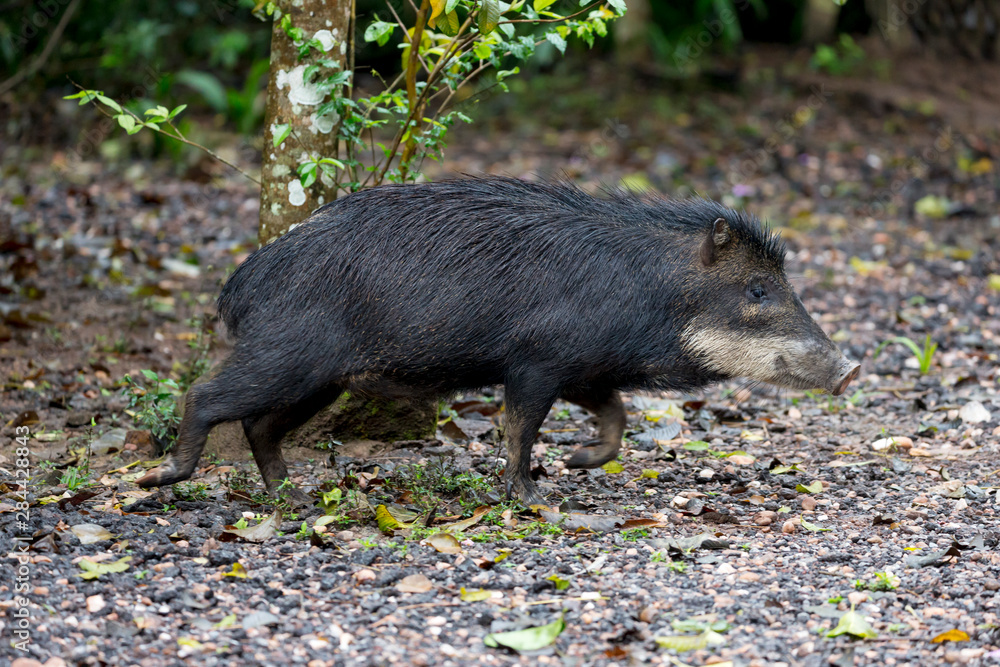 Brazil, Mato Grosso do Sul, white-lipped peccary, Tayassu pecari. Portrait of a white-lipped peccary. Brazil, Mato Grosso do Sul, white-lipped peccary, Tayassu pecari. Portrait of a white-lipped peccary.
