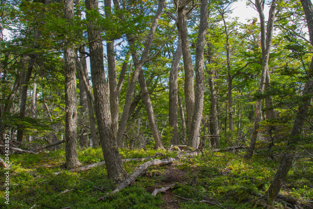 Argentina. Tierra del Fuego. Tierra del Fuego National Park. Forest. Argentina. Tierra del Fuego. Tierra del Fuego National Park. Forest.