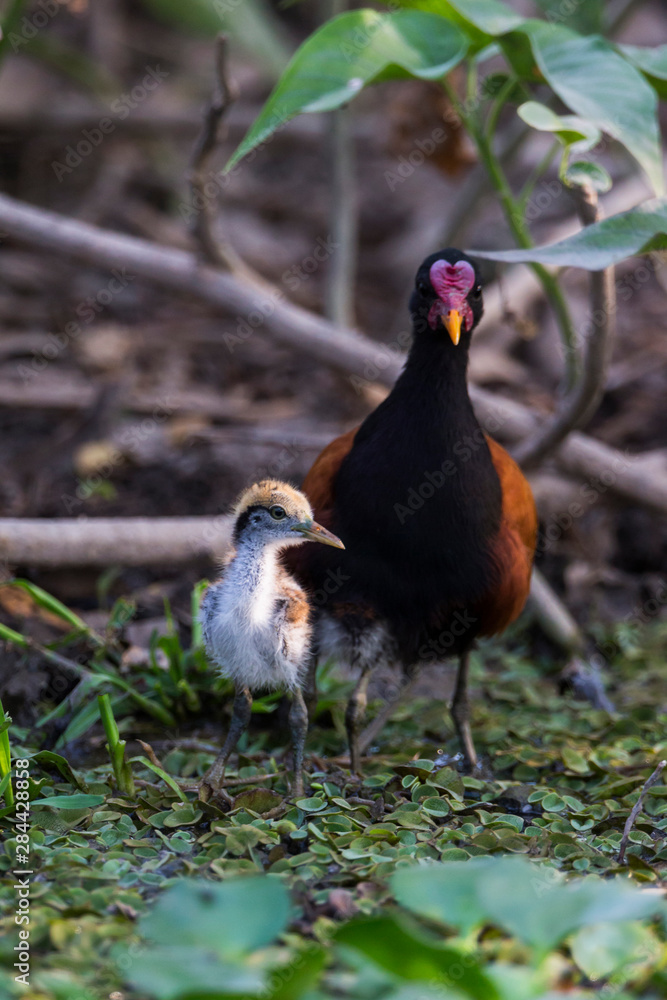 Brazil, Mato Grosso, The Pantanal, Wattled jacana (Jacana jacana). Wattled jacana adult and chick. Brazil, Mato Grosso, The Pantanal, Wattled jacana (Jacana jacana). Wattled jacana adult and chick.