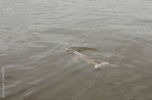 Brazil, Amazonas, Rio Tapajos, Santarem. Freshwater pink Amazon dolphin (WILD: Inia geoffrensis) aka 'Bufeo Colorado' in Peru or 'Boto' in Brazil. Endangered species.