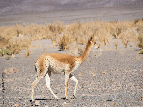 Vicuna (Vicugna vicugna) in the Altiplano of Argentina near the Salinas Grandes.