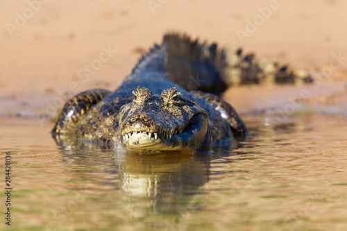 Brazil, Mato Grosso, The Pantanal, Rio Cuiaba, black caiman (Caiman niger).