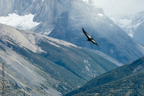 Andean Condor in flight. Torres del Paine National Park. Chile. South America. UNESCO biosphere. © Tom Norring/Danita Delimont