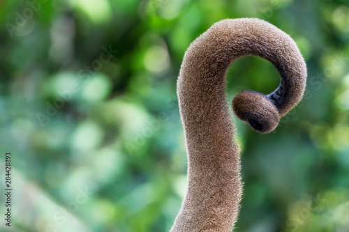 Canvastavla Brazil, Amazon, Manaus, Amazon EcoPark Jungle Lodge, Close-up of the prehensile tail of the common woolly monkey