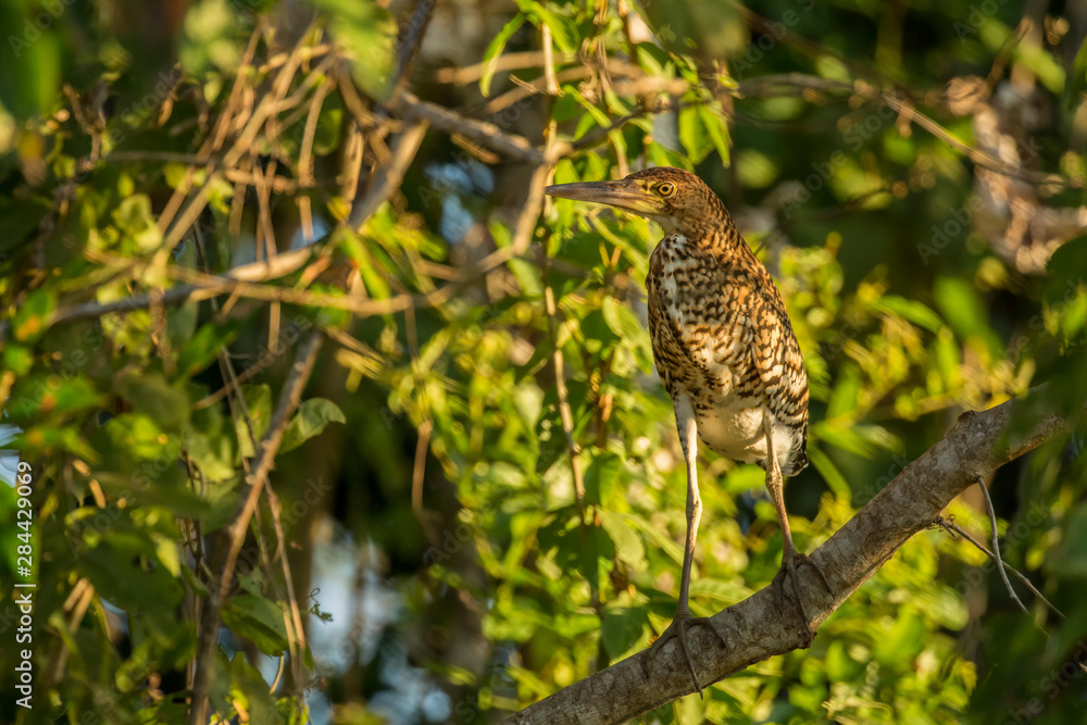 Pantanal, Mato Grosso, Brazil, South America. Fasciated Tiger Heron perched in a tree. Pantanal, Mato Grosso, Brazil, South America. Fasciated Tiger Heron perched in a tree.