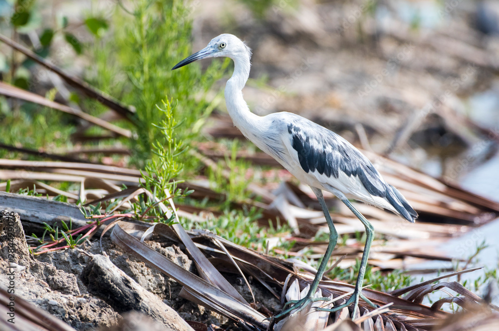 Fototapeta premium Belize, Ambergris Caye. Young Little Blue Heron hunts for food along a roadside.
