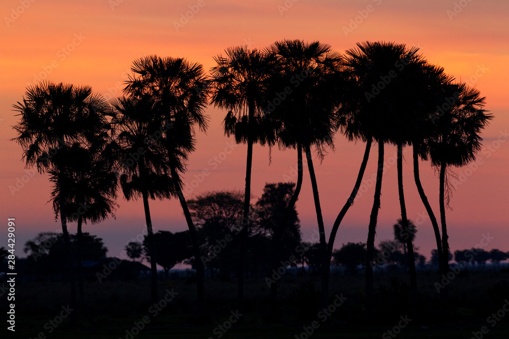 Obraz premium Ibera Marshes, Sunset