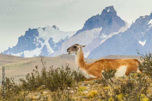 Chile, Patagonia, Torres del Paine. Guanaco in field. Credit as: Cathy & Gordon Illg / Jaynes Gallery / DanitaDelimont.com photo