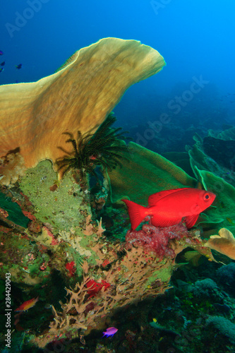 Bigeye (Priacanthus hamrur) near Lettuce Coral Milne Bay, Papua New Guinea photo