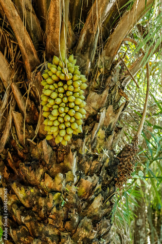 Pantanal, Mato Grosso, Brazil. Attalea speciosa (babassu, babassu palm, babacu, cusi) is a palm native to the Amazon Rainforest region in South America.