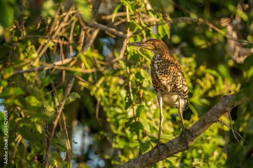 Pantanal  Mato Grosso  Brazil  South America. Fasciated Tiger Heron perched in a tree.