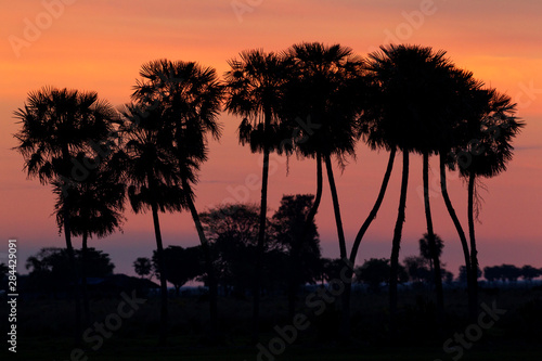 Ibera Marshes, Sunset