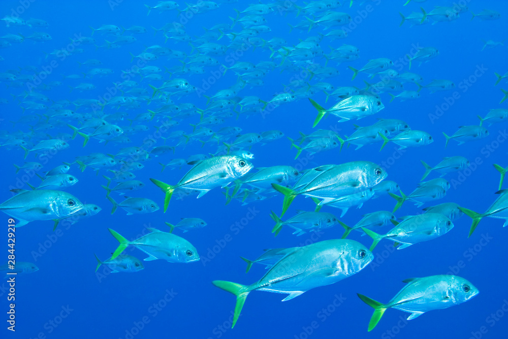 Fototapeta premium Schooling Horseye Jacks (Caranx latus) Hol Chan Marine Park, Ambergris Caye, Belize Barrier Reef - druga co do wielkości na świecie