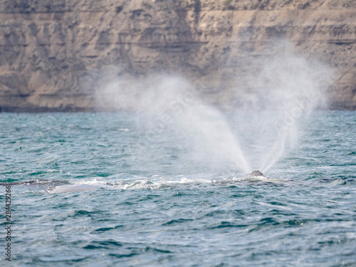Southern right whale (Eubalaena australis) in the Golfo Nuevo at Peninsula Valdes, Valdes is listed as UNESCO World Heritage Site. Argentina, Chubut, Valdes