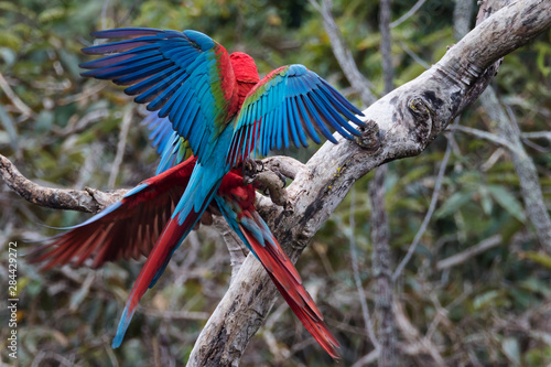 Brazil, Mato Grosso do Sul, Jardim, A pair of red-and-green macaws playing with each other.